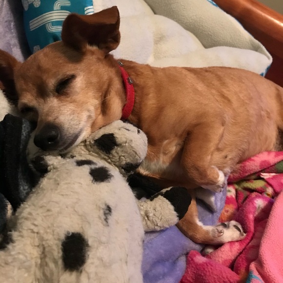 Meet your Posher, Rae - Picture 8 of 11